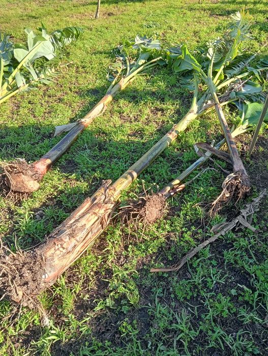 Bananeira vários tamanhos