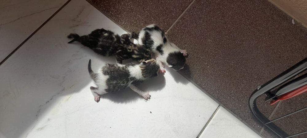 Кошенята, кошеня