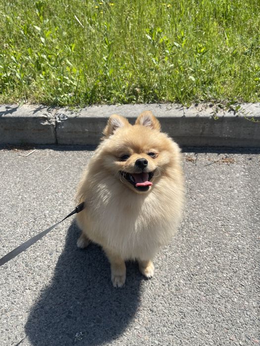 Ищу невесту