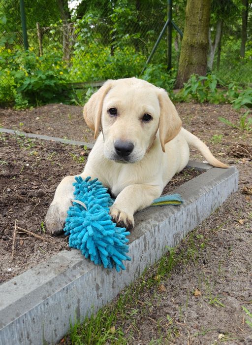 Suczka labrador lżejszej budowy - metryka ZKwP