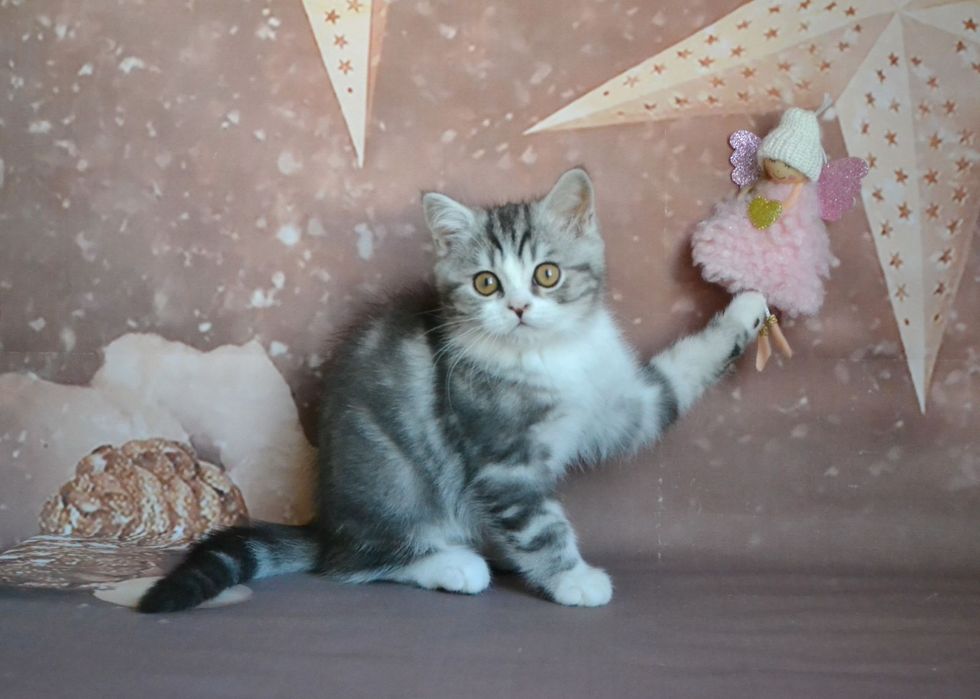 Scottish Straight хлопчик, сріблястий мармур з білим