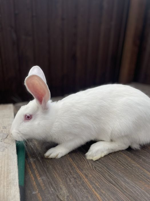 Продам кролики термонці