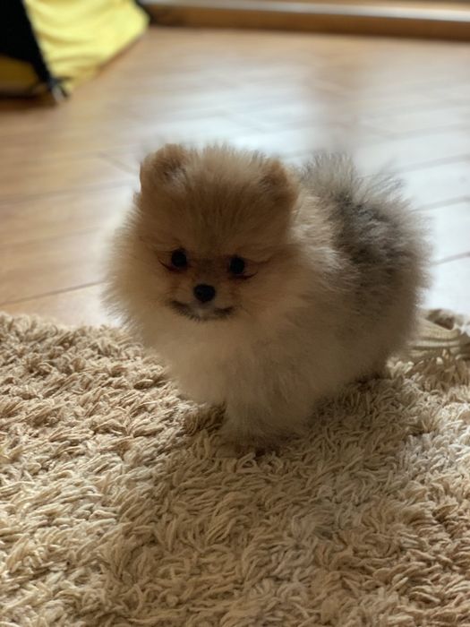 Супер мини мишки