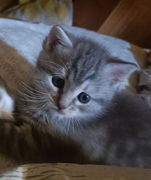 Котята в новую семью