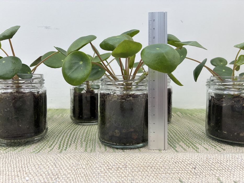 Pilea peperomioides ou Planta Chinesa do Dinheiro