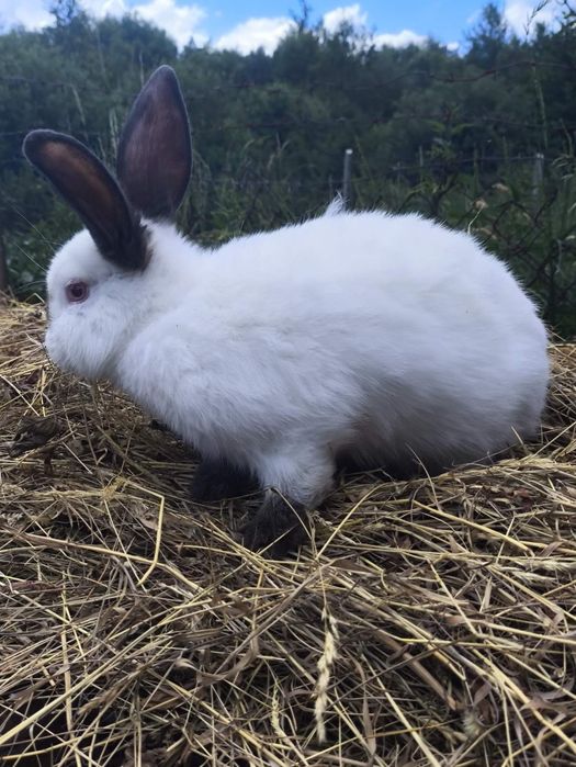 Продаж кролів каліфорнія