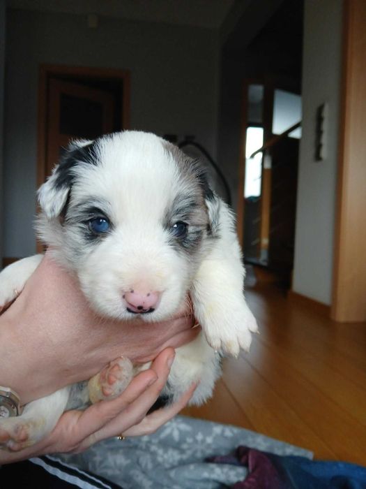 Border Collie FCI blue merle do dogoterapii kolorowe oczy