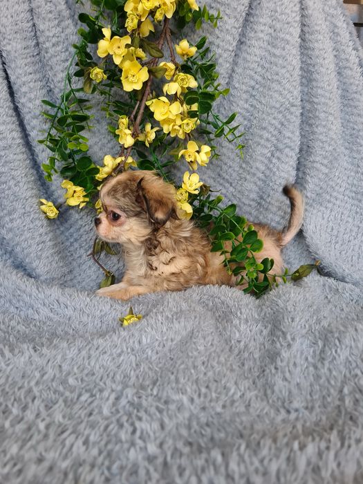 Excelente super mini menina pelo comprido Chihuahua/Chiuaua de Qualidade, Linhagem Russa