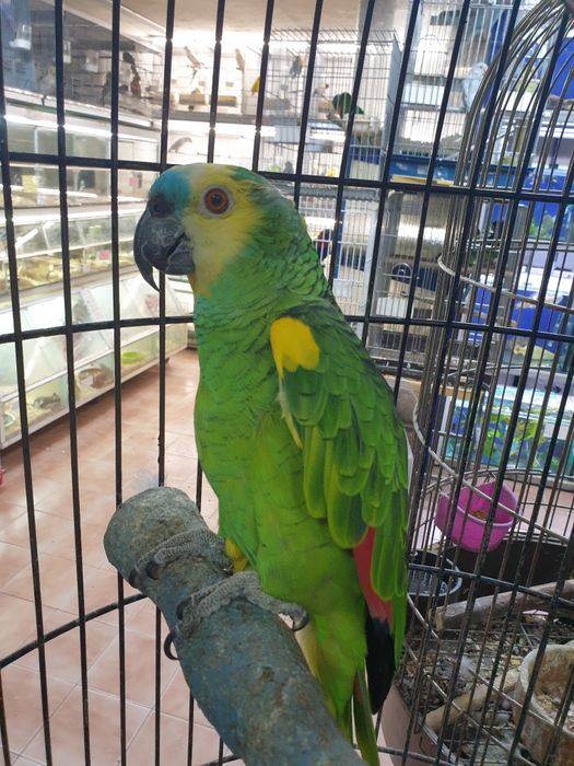 Papagaio aestiva muito bonito