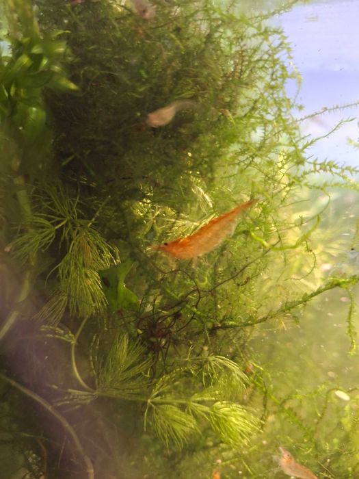 Krewetki akwariowe glupiki male