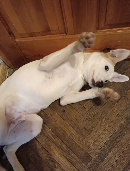 Oddam psa w dobre ręce