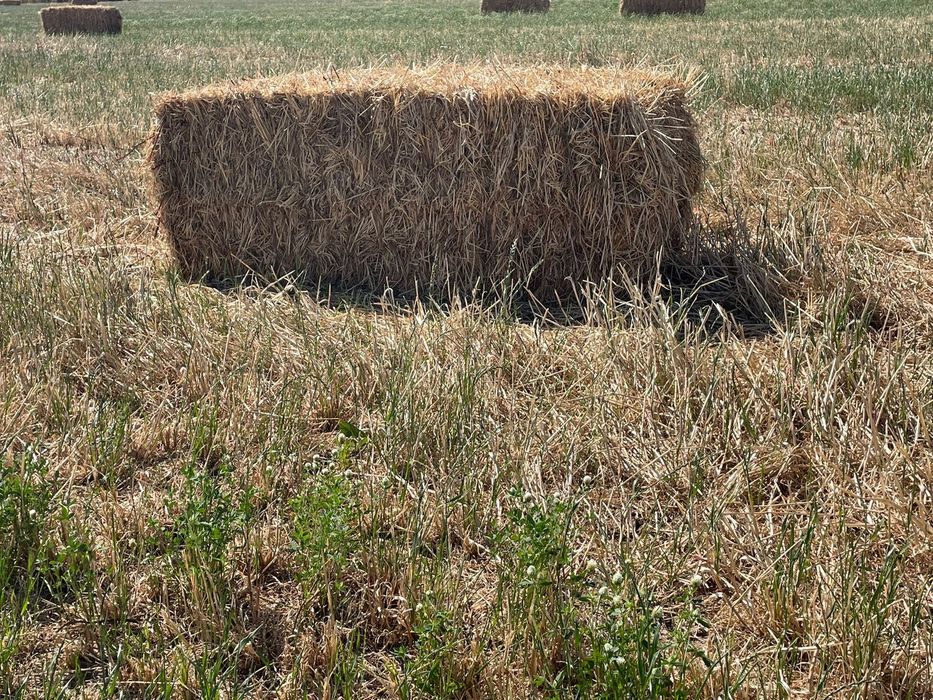 Fardos feno biológico (azevém/trevo)