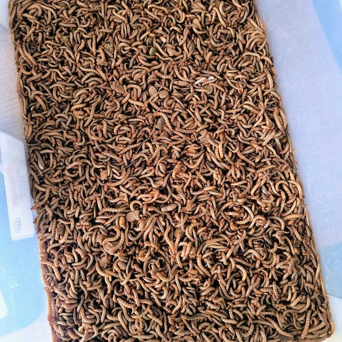 Larwy mącznika 100ml