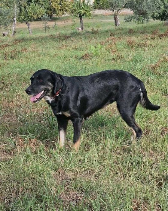 CANELA - Cadela muito meiga para adoção!