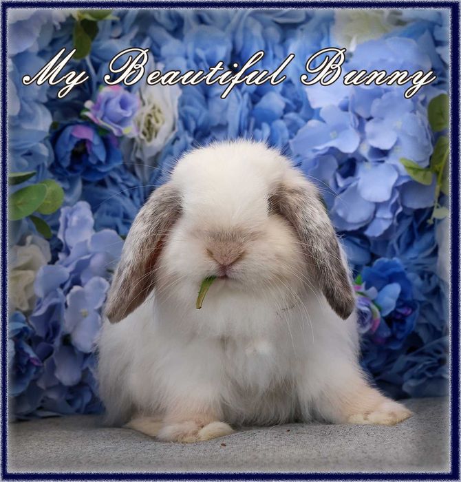 Piękny Królik Mini Lop - Frosty Point
