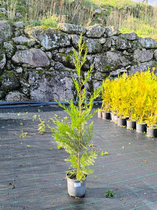 Cupressus Leylandii e Cupressus Leylandii Variegata