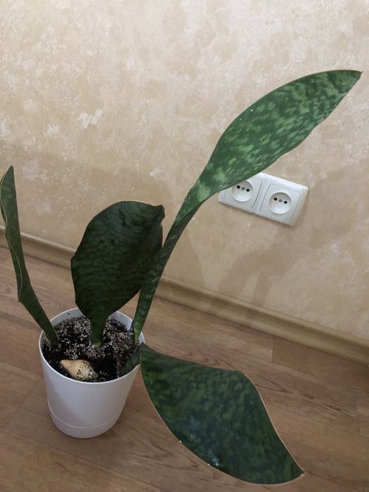 Сансевієрія Масоніана Конго