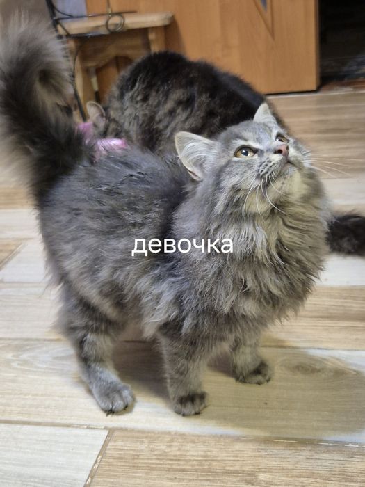 Животные бесплатно