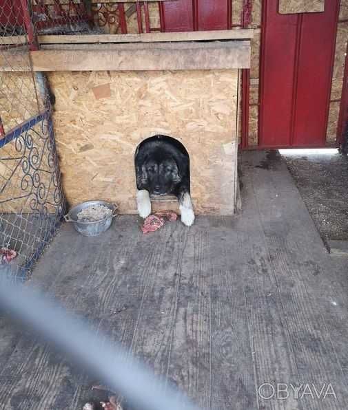 В*язка Кавказькі вівчарки (вовкодави) tsaro baron/regina otaman salam/