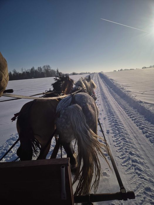 Źrebica ogier szpak