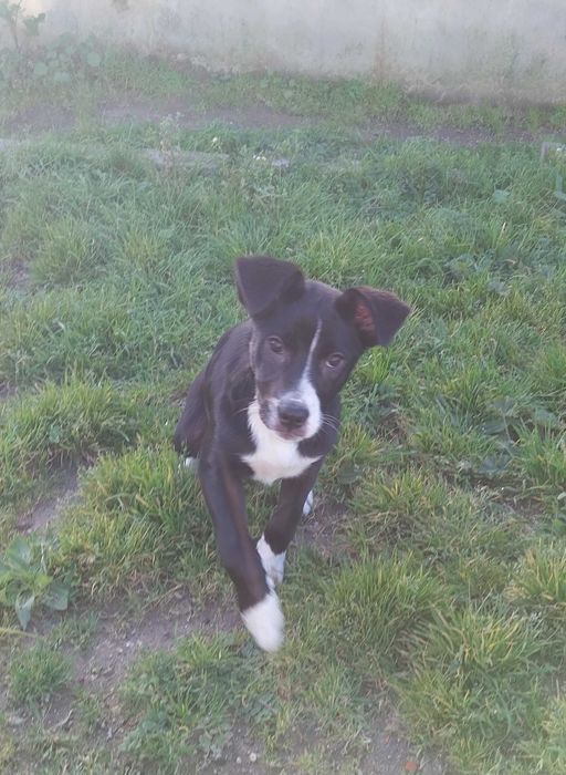 Femea com 3 meses porte medio - adocao responsável