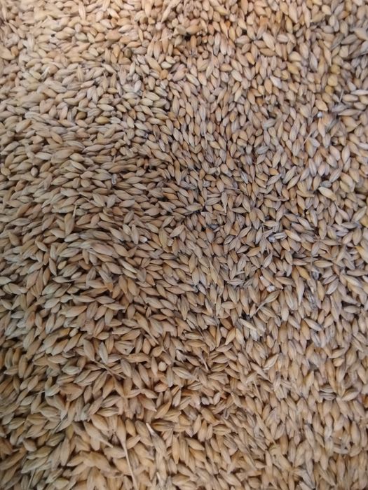 Jęczmień jary odmiana Farmer zbiór 2025, Owies
