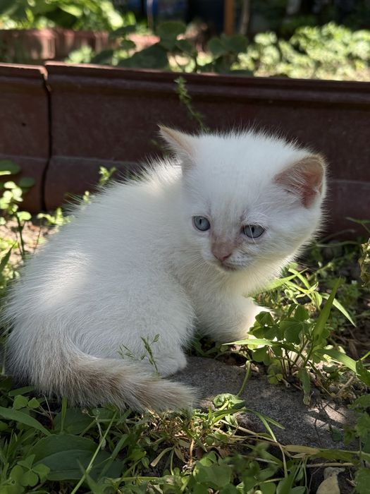 Продам кошенят британці прямовухі