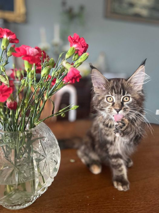 Maine Coon koty rasowe