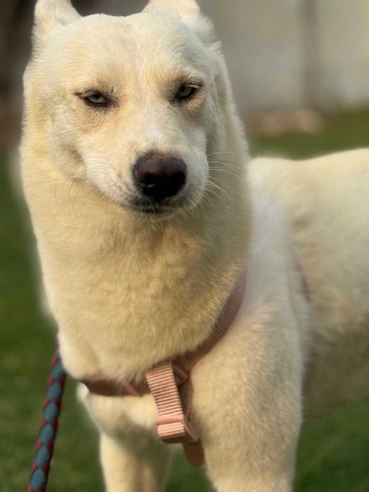 Błękitnooka śnieżynka Akire w typie husky