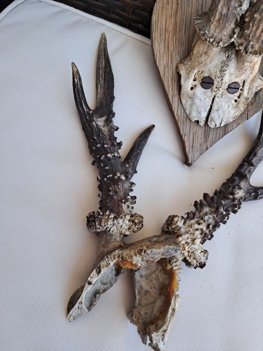 Poroże poroża 2 sztuki rogi