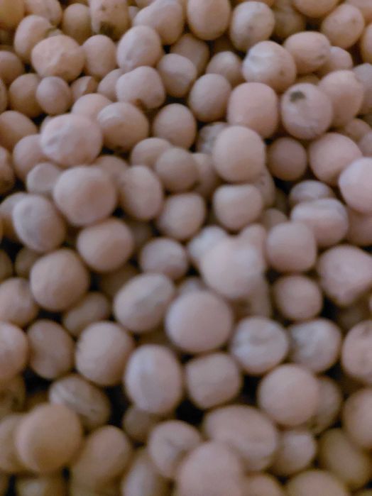 Продам Елітне насіння Гороху