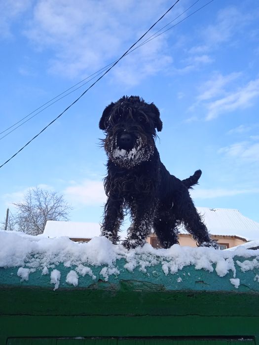 Чекаємо наречених