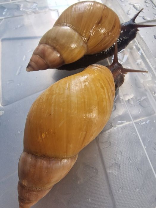 ЦЕНА СНИЖЕНА! Ахатины разные Акция