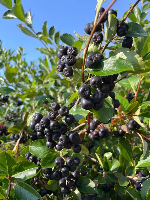Aronia ekologiczna, owoc aronii
