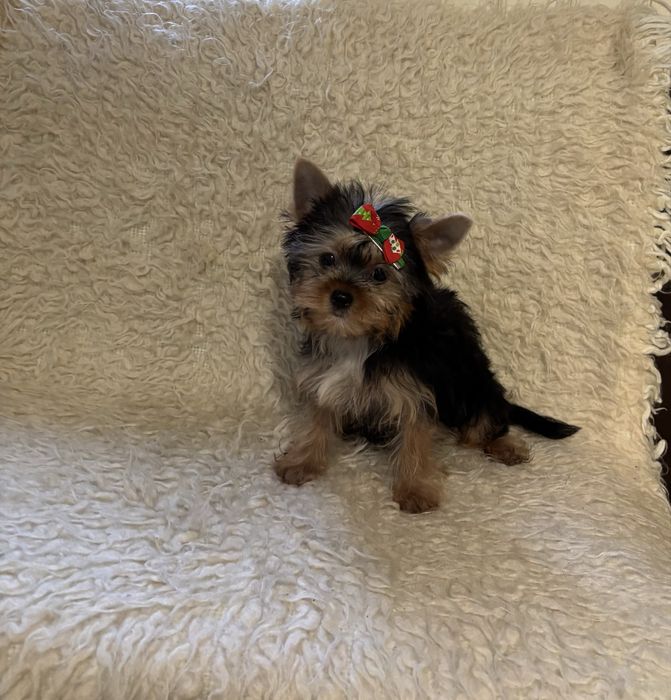 Piękny malutki piesek