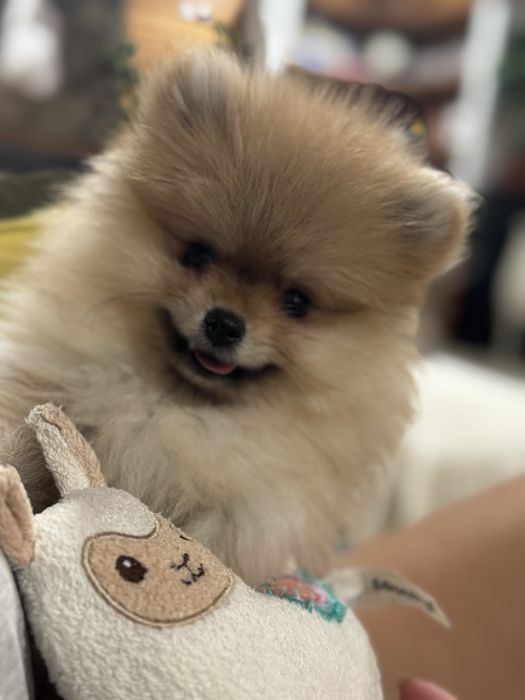 Spitz Alemão Anão MINI Fêmea com LOP