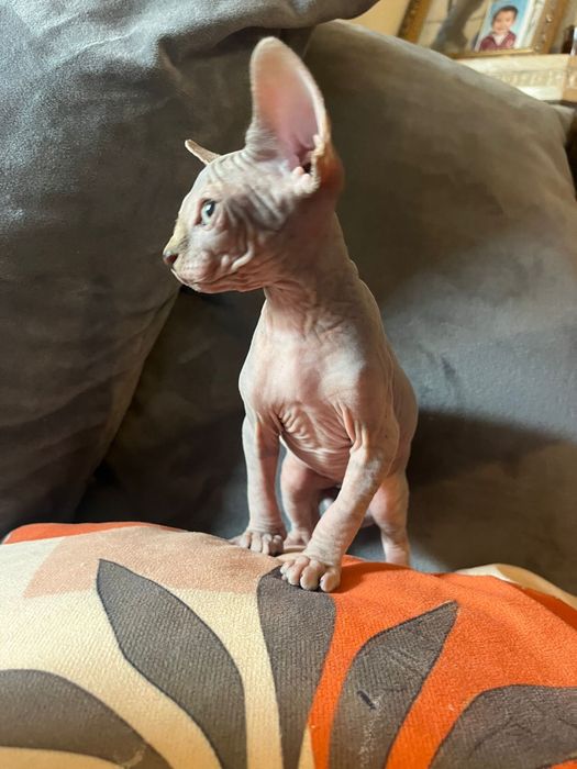 Sphynx  femea maravilhosa