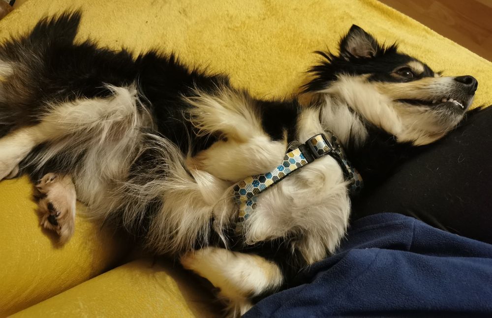 Mały łagodny psiak szuka domu