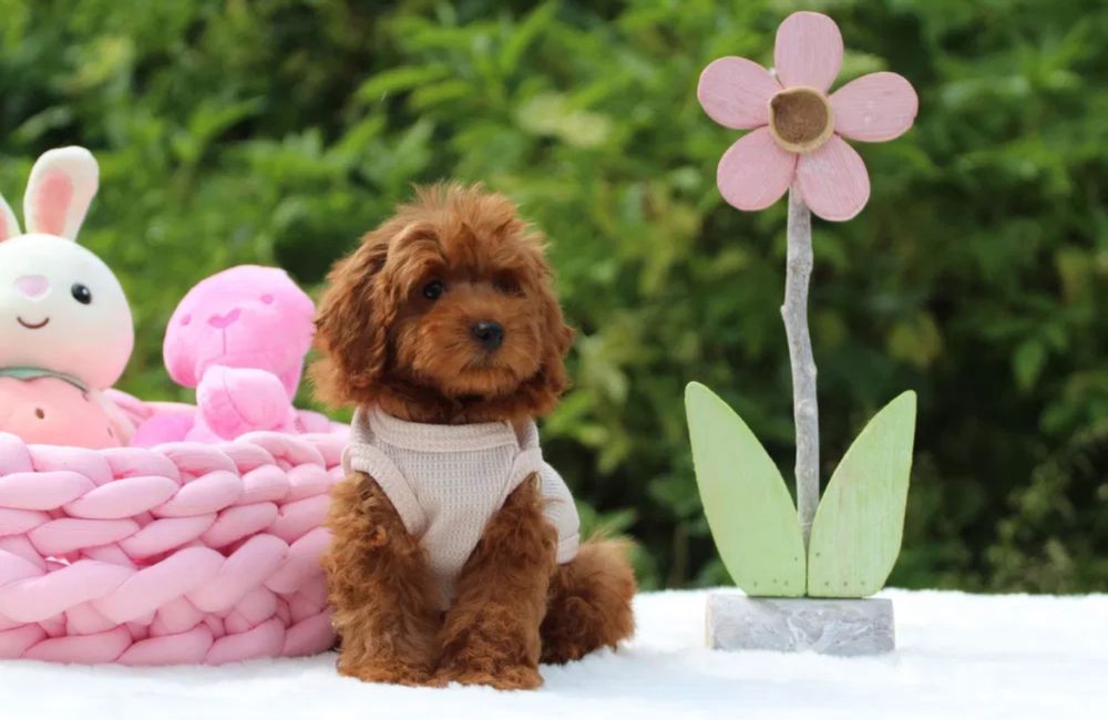 Наймиліші maltipoo f1 - чекає на вас! Болонка Мальтипу Йоркипу мини