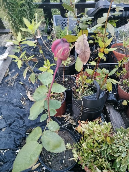 Rosa vermelha West gree