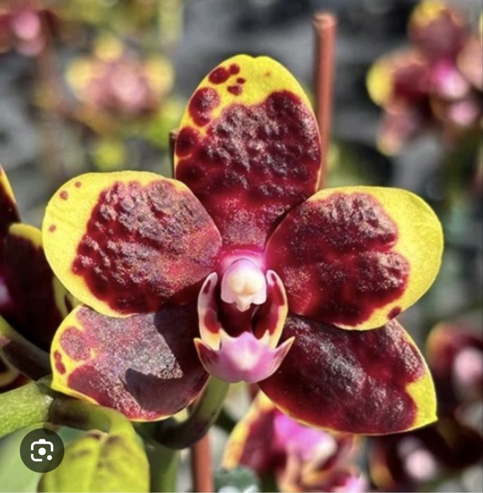 Phalaenopsis Miki Bad Boy / storczyk
