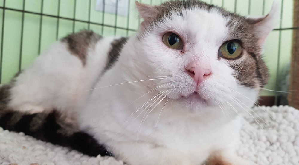 Poznań i okolice - kocurek Dynks szuka domu