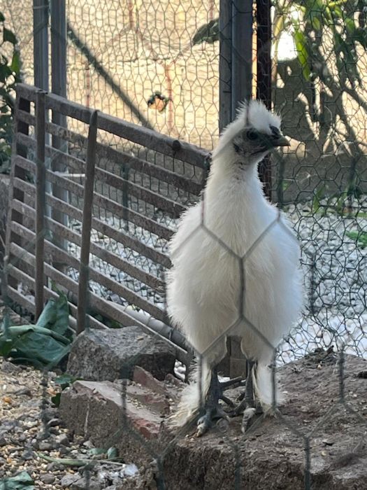 Galo sedosa do japao