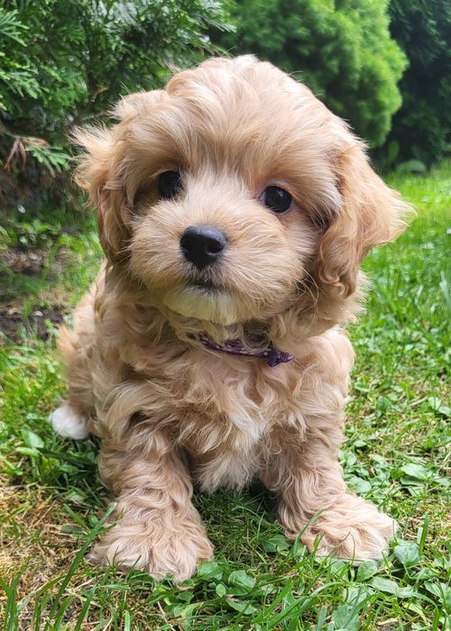 Maltipoo f1 piesek,