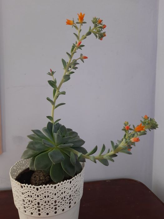 Ехеверія Echeveria, сукулент