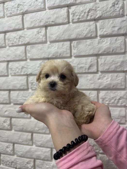 Ексклюзивні міні цуценята мальтіпу ф1 з BABY FACE.