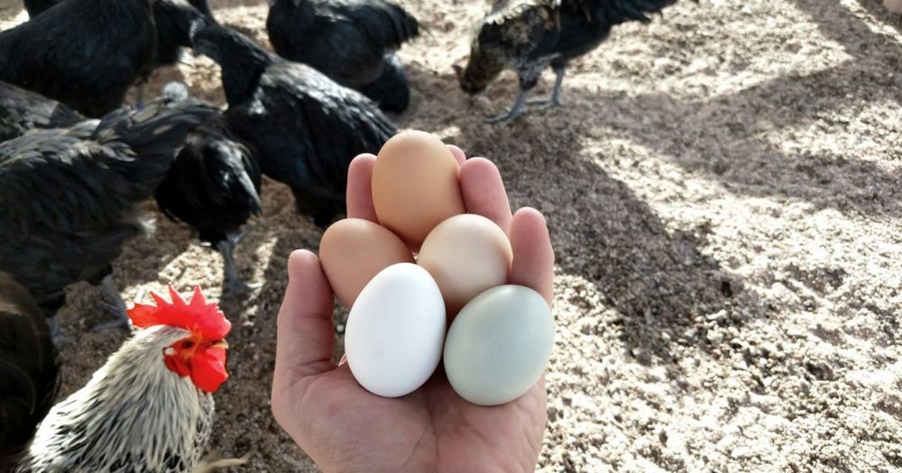 Золочев! Доставка безкоштовна! Кури несушки