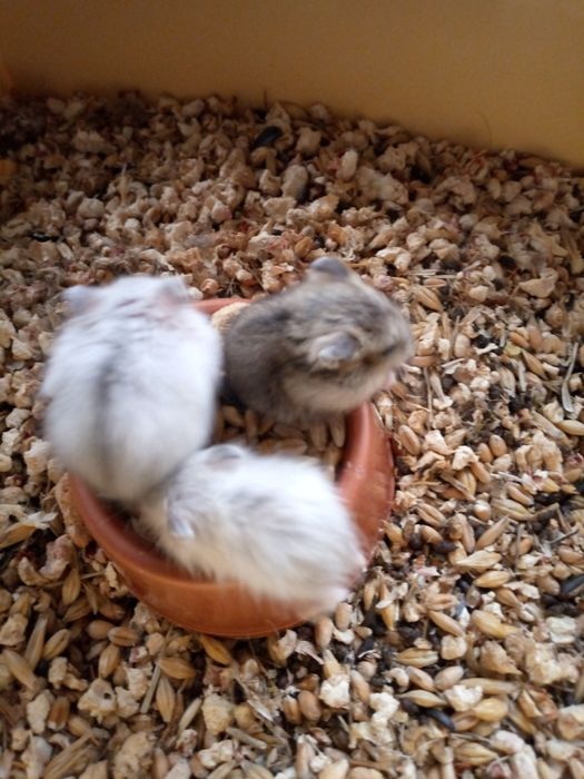 Хомячки Кременчуг