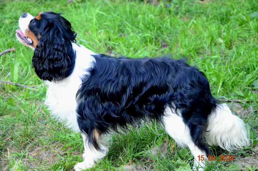 Вязка кавалер Кінг Чарльз спанієль триколор