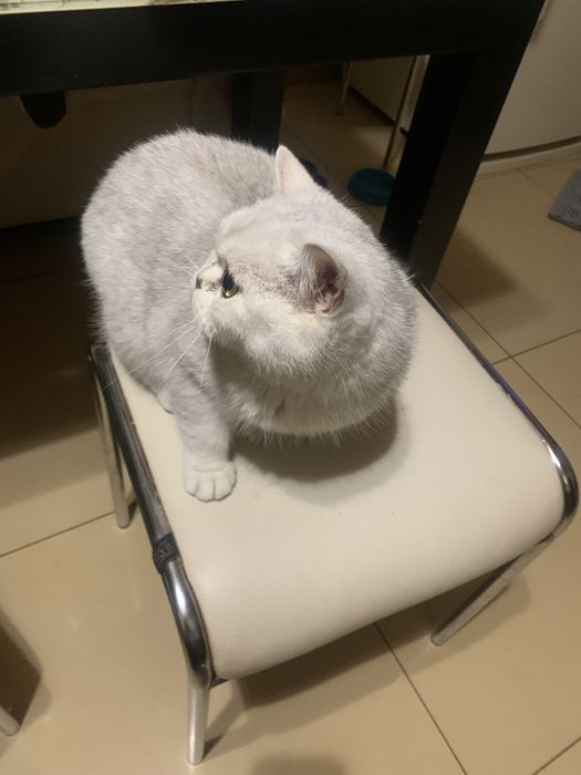 Отдам бесплатно шотландскую кошечку